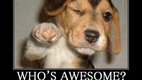 http://knowyourmeme.com/photos/66552-whos-awesome-youre-awesome-sos-groso-sabelo