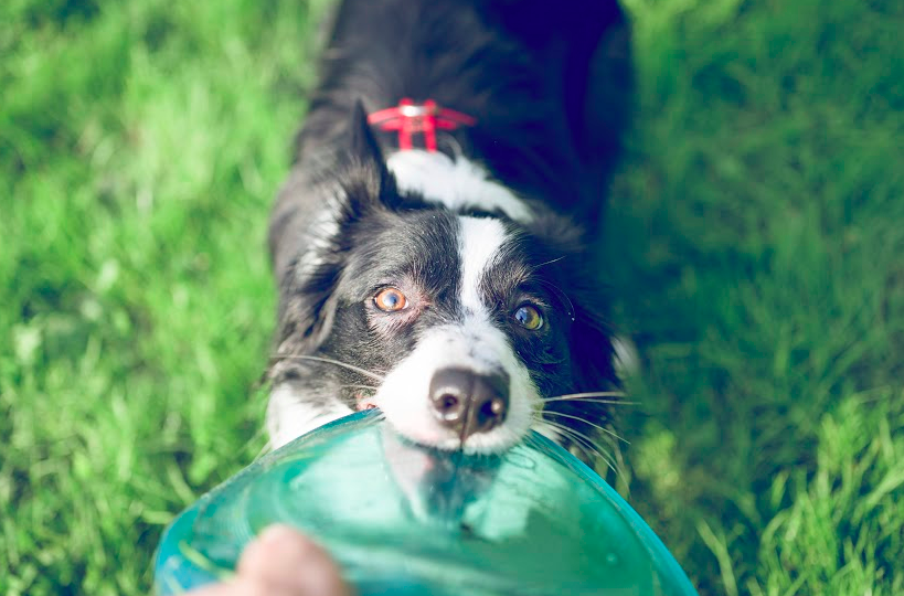 Dog with frisbee - dog aggression