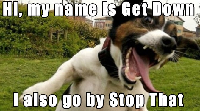 dog name lol meme