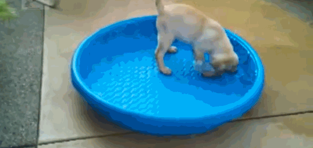 dog pool tipper