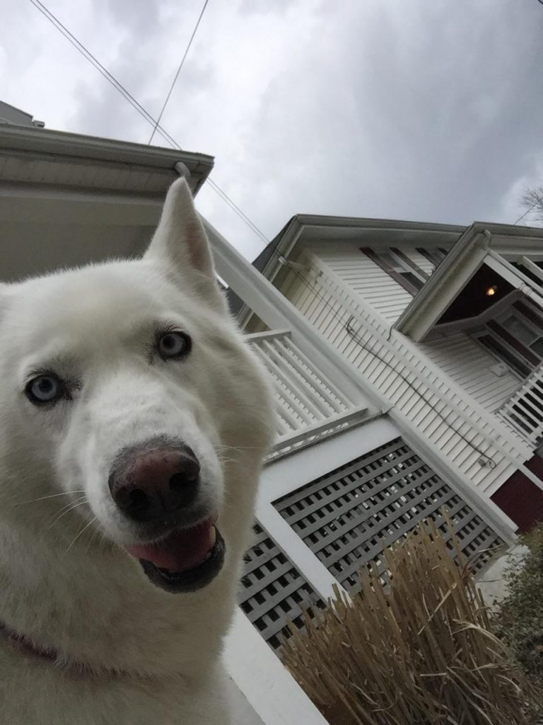 Dog selfie