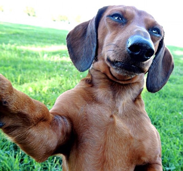 Dog smize selfie