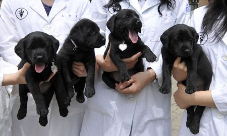 Four dogs - future of pet parenthood