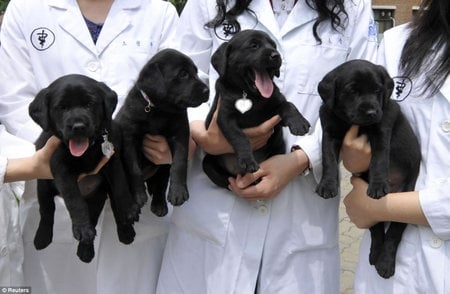 Four dogs - future of pet parenthood