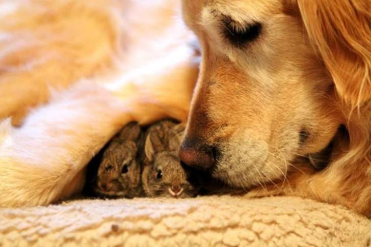 koa golden retriever with bunnies