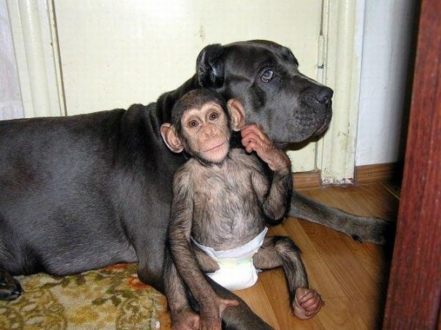 mastiff adopts orphan chimpanzee