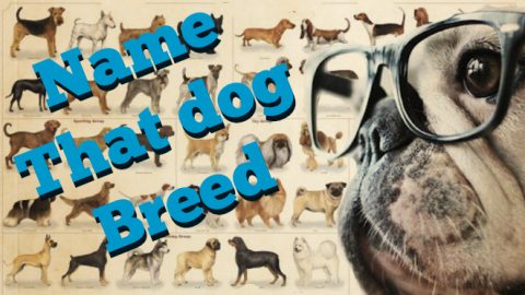 name that dog quiz