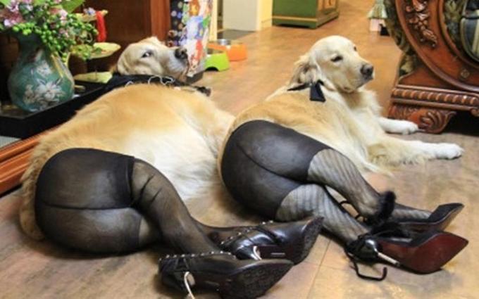 http://knowyourmeme.com/photos/526209-dogs-wearing-pantyhose