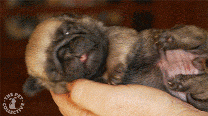pug puppy yawn dadbod