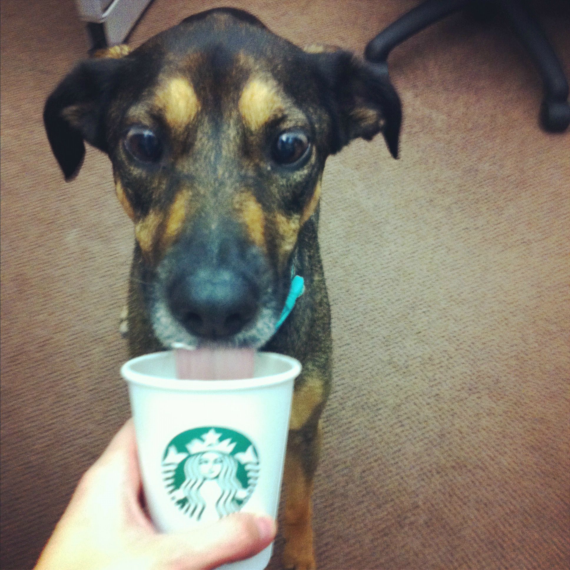 puppuccino starbucks dog junk food
