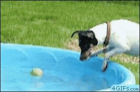 so close terrier labrador pool tennis ball