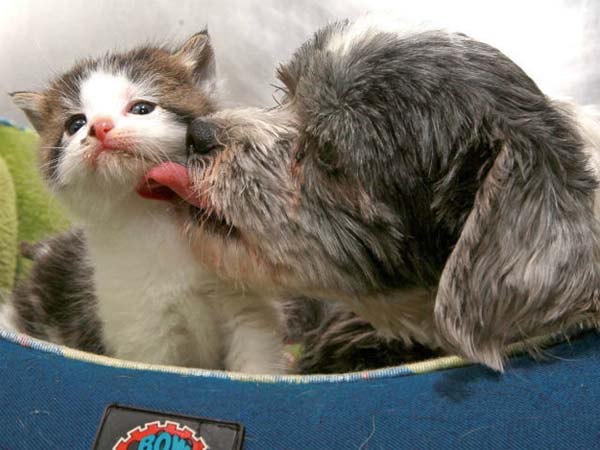 stray dog shih tzu with adopted kitten