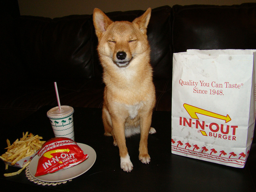 taro shiba inu in-n-out burger dog junk food