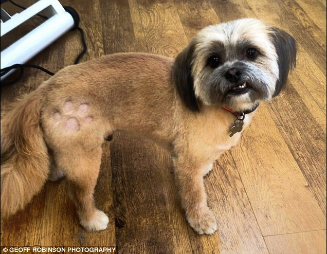http://www.dailymail.co.uk/news/article-2277487/New-craze-dog-tattoos-sees-hearts-pawprints-shaved-fur.html