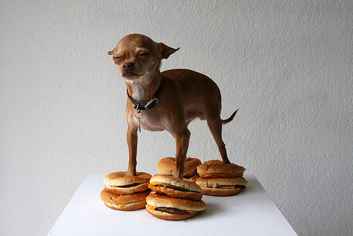 william hundley chihuahua with cheeseburgers