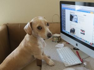The internet has revolutionized the way we socialize, and it's no different for our pets with pet-networking sites becoming mainstream.