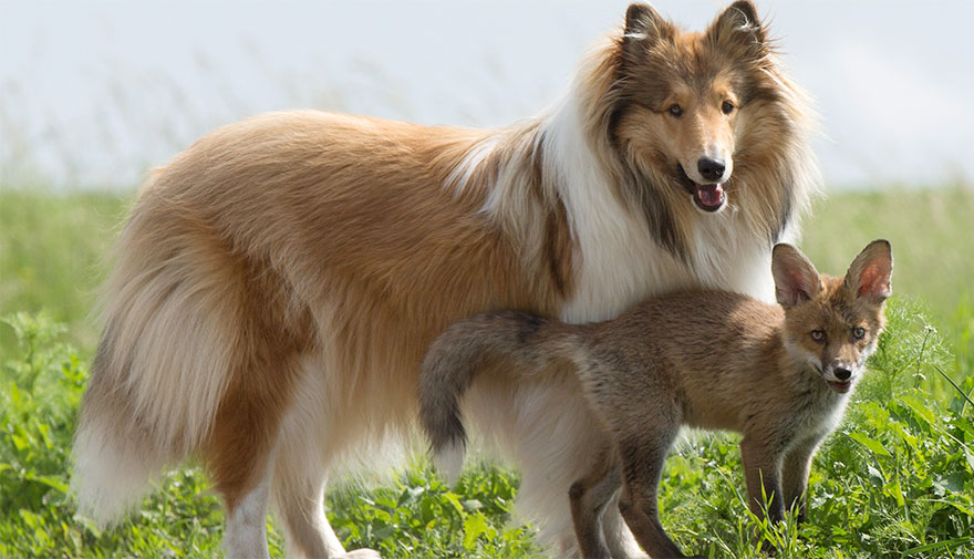 ziva the collie adopts a baby fox