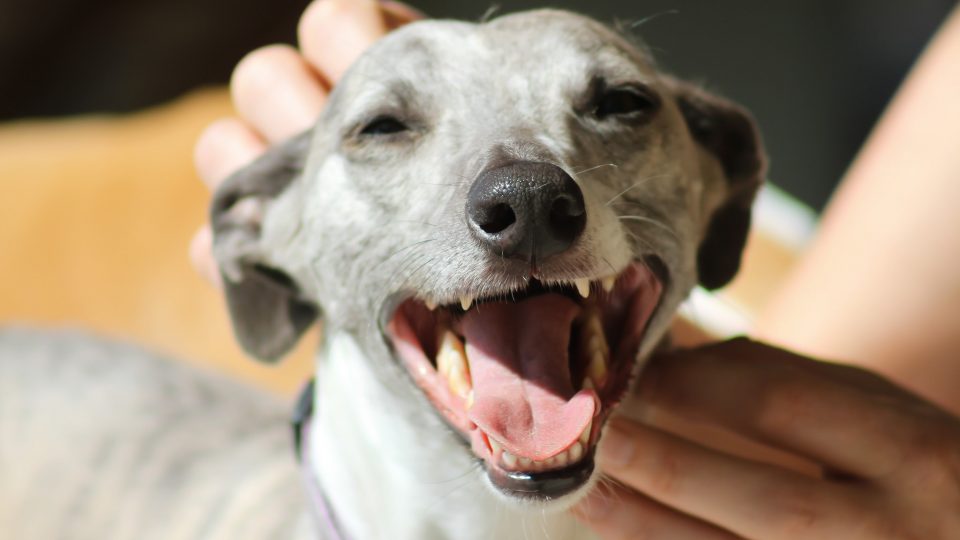 Flea Treatments for Dogs A Pet Parent's Complete Guide The Dog