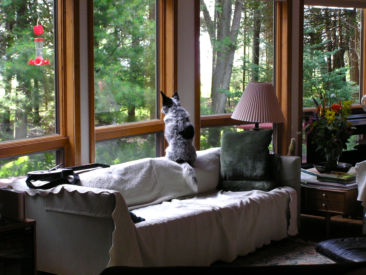 7 Things Dogs Do When They're Home Alone Rover Blog
