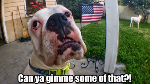 dog with flag - 4th of July food