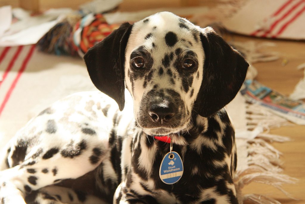 dalmatian dog tag