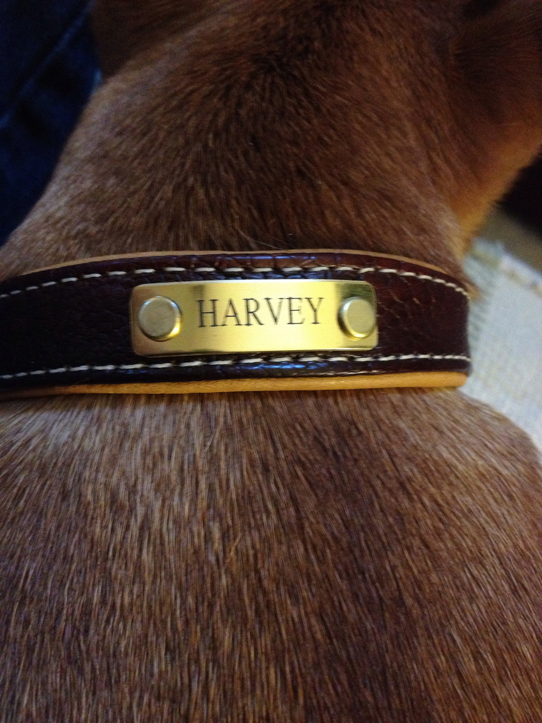 The Definitive Guide to Dog Tags