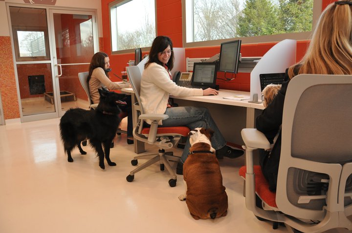 BISSELL dog friendly office