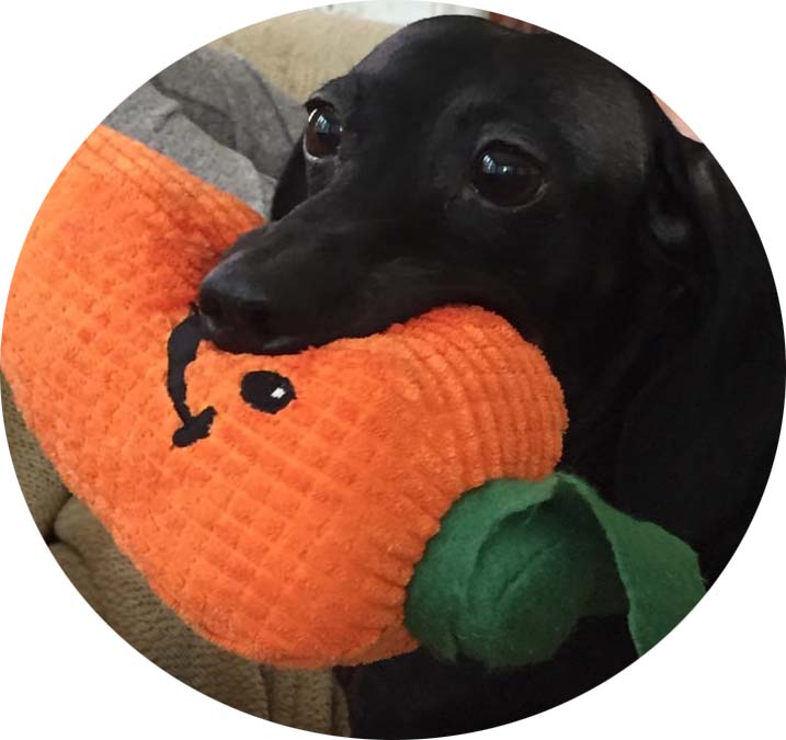 A Pet Parent&#8217;s Guide to DogFriendly 4th of July Food