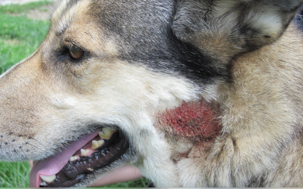 Dogs with allergies will often lick and scratch until they get "hot spots" like this one.