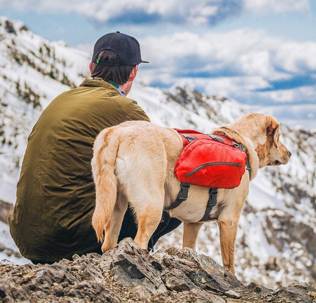 The Ultimate Dog Hiking Gear Guide Dogs Experts