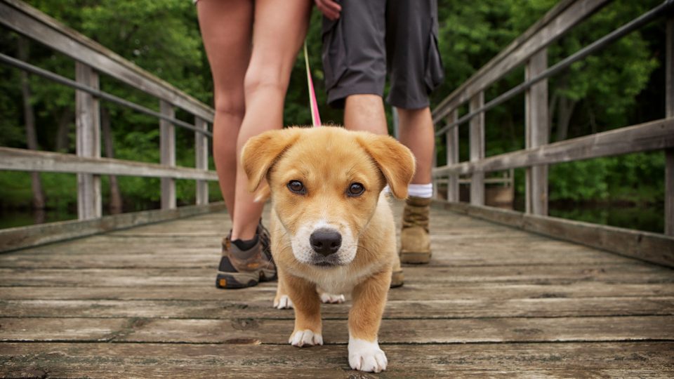 New! Rover Announces Dog Walking, Doggy Day Care, and DropIn Visits