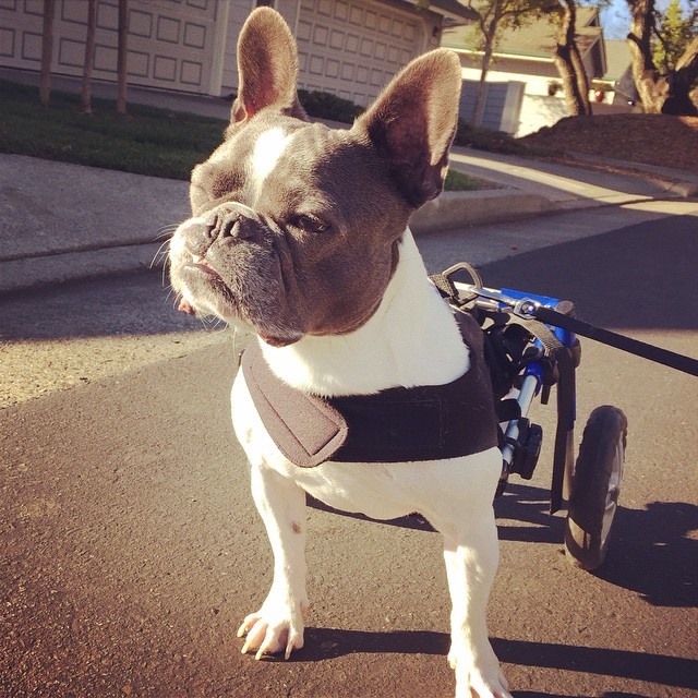 bleu the french pig