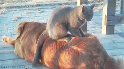 cat massages golden retriever