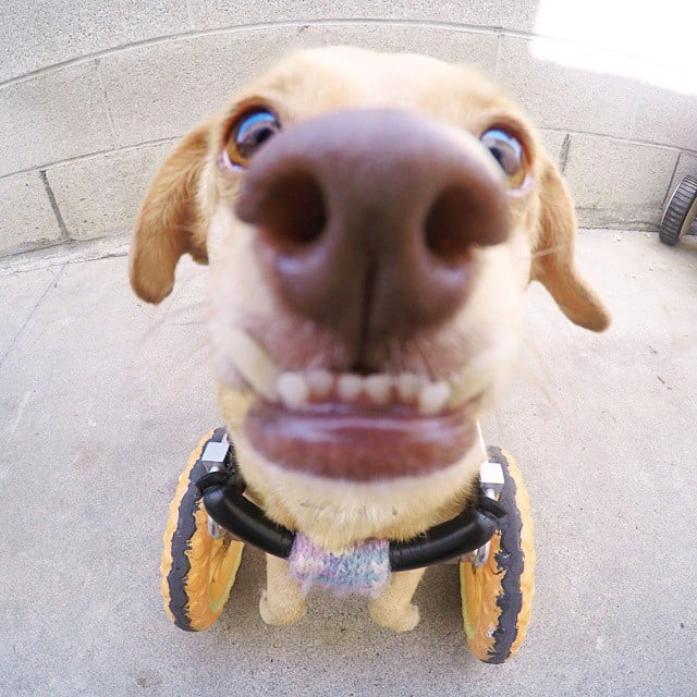 daisy underbite