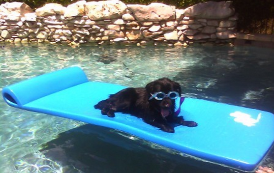 dog-pool