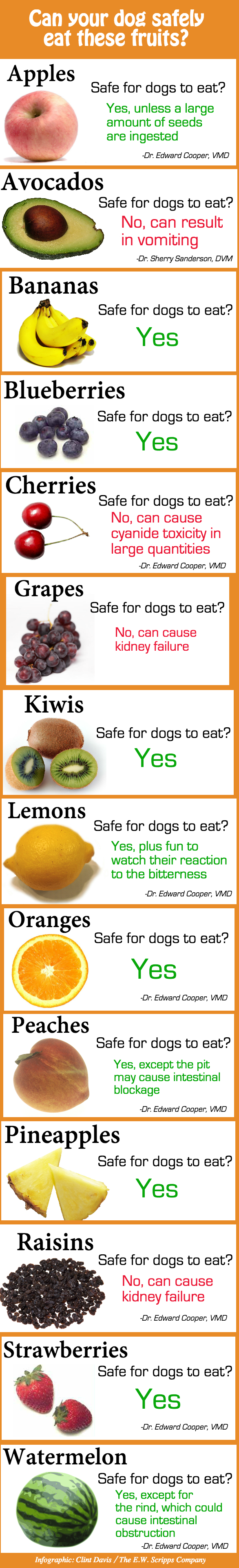 are oranges ok for dogs 5 diy summertime slushies for dogs rover are oranges ok for dogs 5 diy summertime slushies for dogs rover
