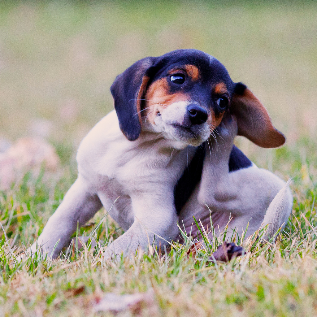 puppy scratching flea treatments for dogs a pet parent s complete guide rover puppy scratching flea treatments for dogs a pet parent s complete guide rover