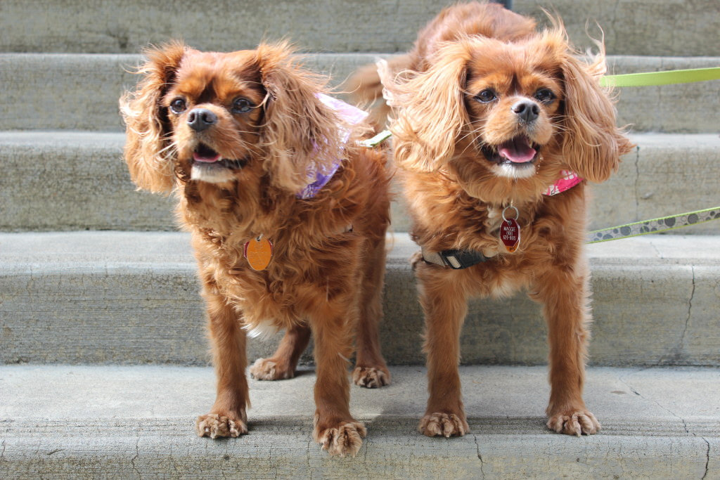 long lasting dog tags