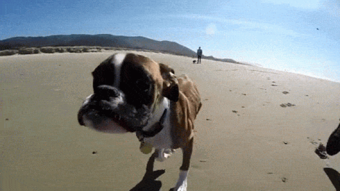These Two And Three Legged Dogs Will Inspire You These Two And Three Legged Dogs Will Inspire You