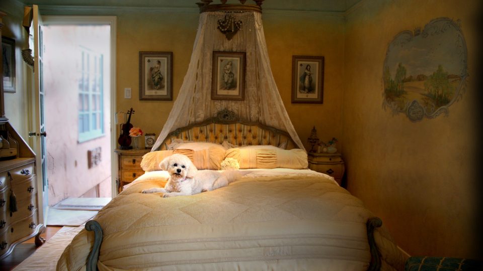 Fancy dog bed - dog vacation homes