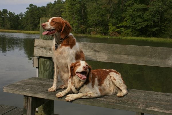 Two Brittany dogs sitting on bench