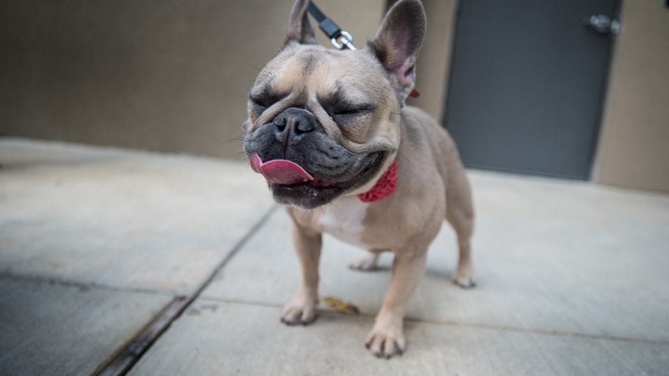 15 of the Frenchiest French Dog Breeds 