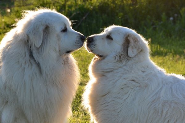 Two Great Pyrenees dogs touching noses