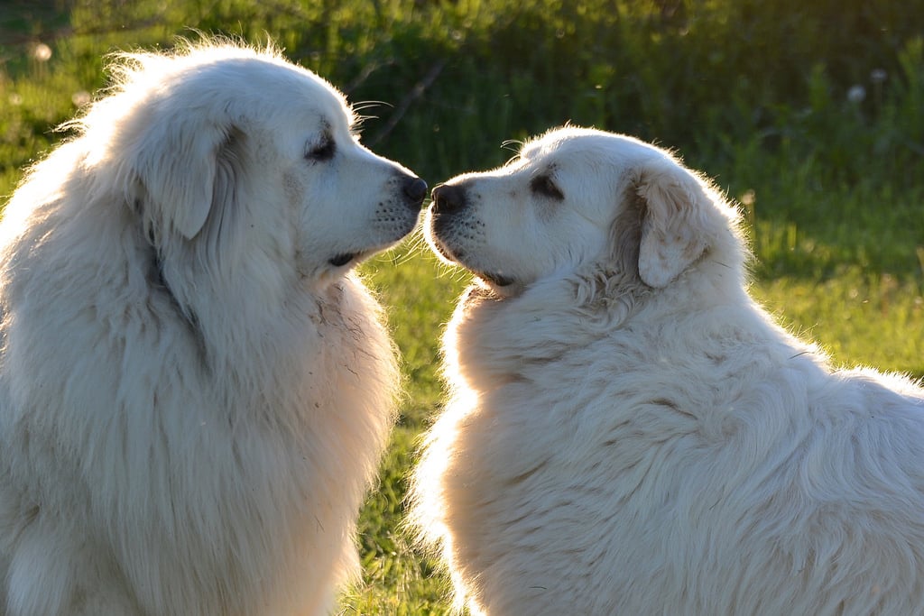 deux chiens de montagne des pyrénés nez à nez