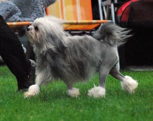 french dog lowchen