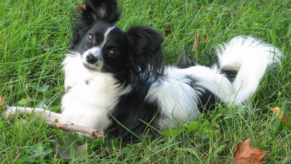sweetest breeds the sweetest and scariest small behaviors which breed is best for you rover sweetest breeds the sweetest and scariest small behaviors which breed is best for you rover