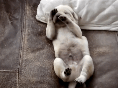 9 Sleepy Puppies That Just Don't Wanna Wake Up | Rover.com