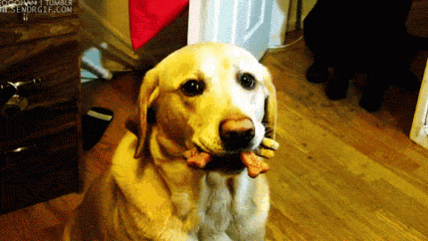 http://giphy.com/gifs/dog-greedy-guilty-d3IB6LcqZA8ko