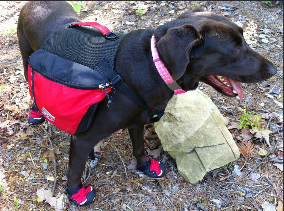 Showtime Full Dog Eat Dog Online Free