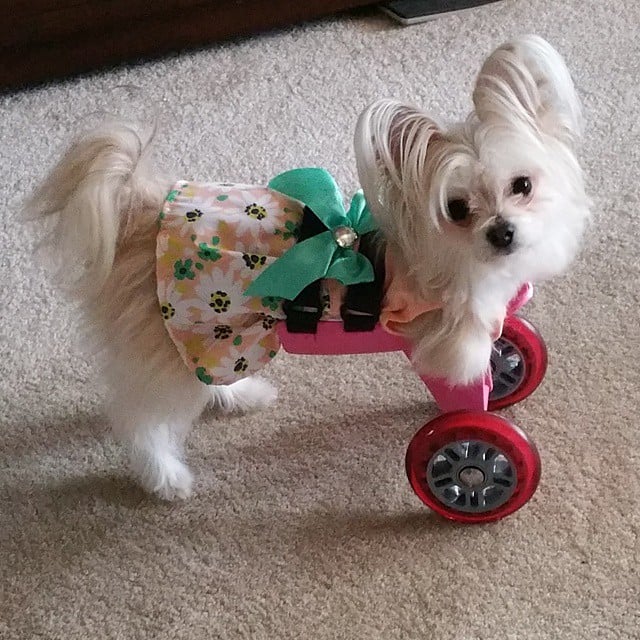 lucy roo
